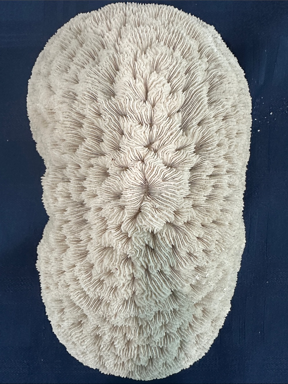 Large Piece of Coral - Picture 3 of 7